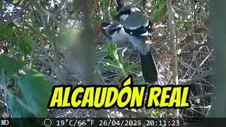 Nido activo de Alcaud&oacute;n Real