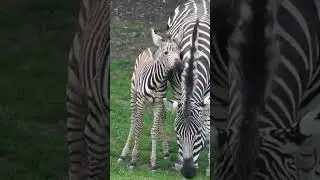 beautiful Zebra #viral #short #ytshort