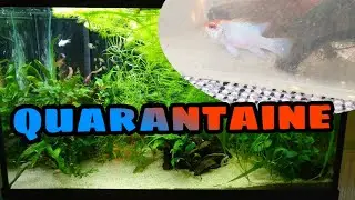 QUARANTAINE bij VISSEN  //Nickey//