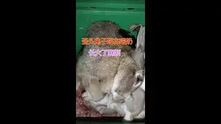 歪头的小兔长大了，现在喂奶也方便，不过后期还麻烦#兔子#兔子养殖#阿军聊养兔#农村生活