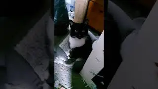 &ldquo;Tail the cat wants some love.&rdquo; 😺 Котёнок Хвостик просит ласки