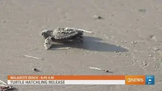 Pair of sea turtle releases happening this week