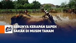 Serunya Kerapan Sapeh Sakak di Musim Tanam