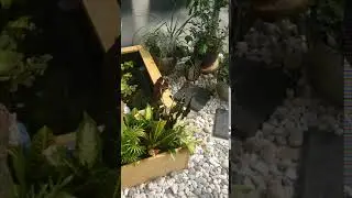 DIY Balcony Koi Pond/Garden with fountain