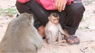 Papa Line Release Abandon Baby Monkey Savana Into Amber Troop, This Troop Allow But She Scare...