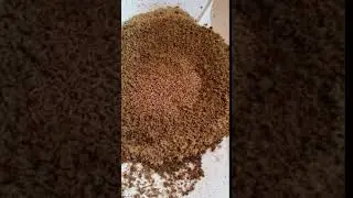 Black Soldier Fly Larvae