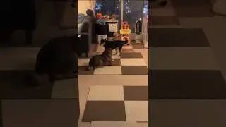 Extreme footage of ULTRA DOG SPINFEST 3000