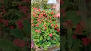 Healthy herbs and beautiful flowering plants. Ready for Chinese New Year.