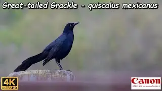Great tailed Grackle   quiscalus mexicanus