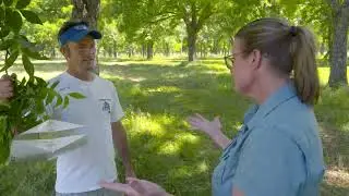 How Pecan Nut Casebearer Effects Crops