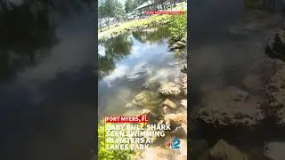 Baby bull shark swims at Lakes Park in Fort Myers, Florida