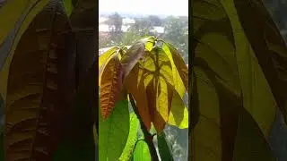 а манго растёт 🥭 вот уже второй год🥭🌴