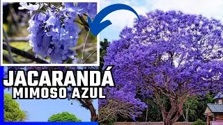 MUDA DE JACARANDÁ MIMOSO AZUL #jacaranda