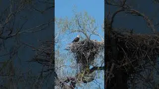 Bald Eagle Nests can get pretty big! #wildlife #nature #baldeagle