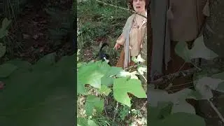 I go into the woods to do a Harfoot photo shoot. It got INCREASINGLY unhinged #authorproblems
