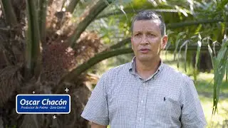 Beneficios del h&iacute;brido OxG Corpoica ELMIRA en Santander