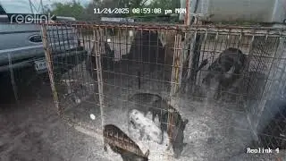 Trapped 10 more wild hogs🐗using cellular activated pigs traps in South Texas. All traps are homemade
