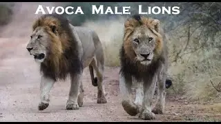 Lions &brvbar; AVOCA (Rulers of Sabi Sand) #lion