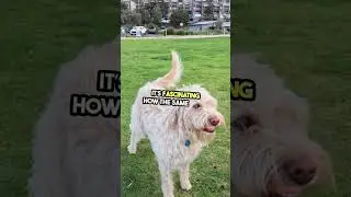 Who's the Fetch Champion? 🏆 Pets Battle! #shorts