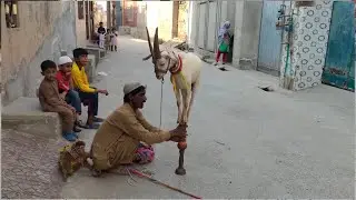 Monkey Dance 😍 | Madaari Aur Bandar Ka Nach 😂 | Bandar Aur Bakri Ka Khel | #vlog #221