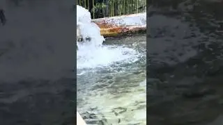 Trout Fish Farm at Haibung 🇳🇵 | Trout Village Resort & Farm, Sindhupalchowk &bull; 17 Jan 2026