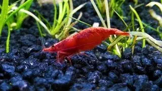 Red Cherry Shrimp Tank - AquaNano 40