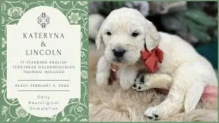 Kateryna’s F1 Standard English Teddy Bear Goldendoodles - Ready 2/13/26 - Neurological Stimulation 