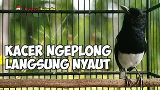 Terapi kacer ngeplong ini bikin bahan cepat bunyi gacor, Masteran kacer durasi panjang!!