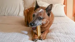 How to Microwave a Yak Chew: Yak Chew to Cheese Puff