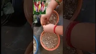 Gladiolus bulbs #gladiolus #bulb #propagation