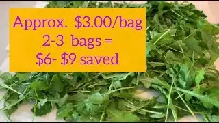 How to Store Greens | Arugula Harvest | Rookie's Journey to Successful Gardening