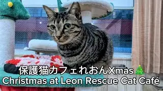 保護猫カフェれおんXmas🎄Leon Rescue Cat Café Christmas