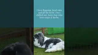 Bradley's Adoption Video - Baby Blue Bee Bunnies Rabbit Rescue Scotland Adoption