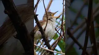 Relaxing Bird Sounds & Nature Ambience &ndash; Peaceful Songs for Sleep, Study, Focus & Stress Relief