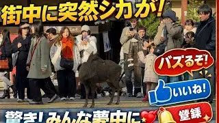 🦌 街中に突然シカが出現！みんな驚きすぎた 😲🔥 #シカ#鹿#日本の街#珍しい光景#街中の動物#驚き#癒し動画#バズる