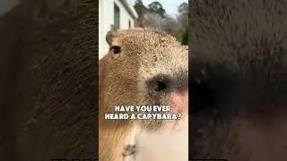 Capybara Sounds