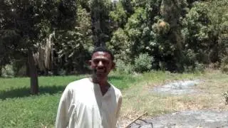 زراعة المانجو في السودان مزرعة مامون محمد بشير مدينة شندي