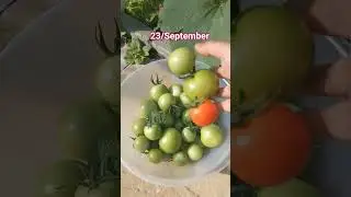Harvesting Tomatoes #short #gardening #gardenvegetables #gardeningvideo #shortvideo #ytviral #uk