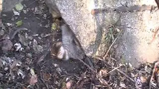 Hiding Coon caught with the DHDP aka Coon Collector