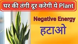घर में नेगेटिव एनर्जी हटाने वाले 5 पौधे | Energy Cleanse Plants | @Risingsvibes