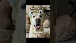 С ДНЁМ СОБАК! 🐶🤗❤️ #dogshorts #собака