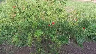 My natural garden