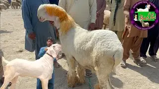Dera Ghazi Khan goat market New update today | goat and sheep market rates | mundra chatra mandi