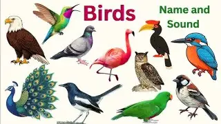 30 Birds Name | Birds Name and Sound | पक्षियों के नाम और अवाज | Kids Learn Birds Name & Sound |Kids
