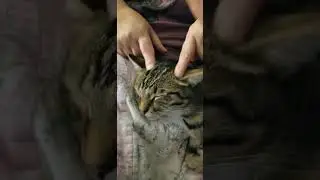 Sweet sleeping kitten getting head massage #shorts