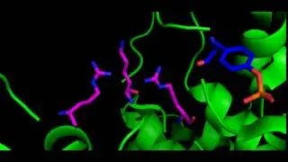 gsk3