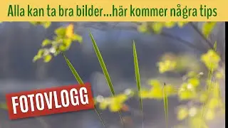 Fototips direkt fr&aring;n sommarskogen och den lilla tj&auml;rnen