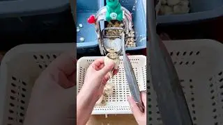 Excellent tool to cut and peel garlic. #tools #agriculture #work