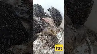 pero bachy #birds #chicks #turkey #chicken #animals