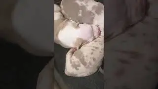 XL bully pup with long tongue 👅 or an overbite